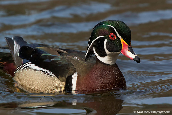 Wood Duck