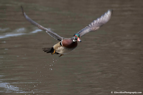 Wood Duck