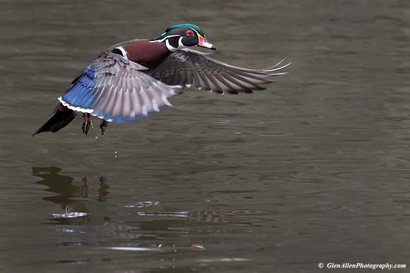 Wood Duck