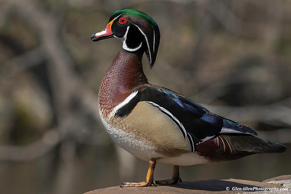 Wood Duck
