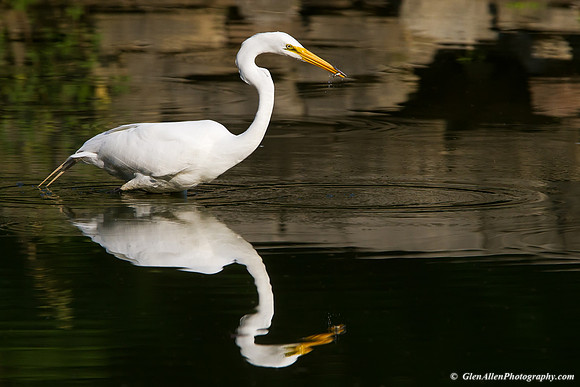 Great Egret