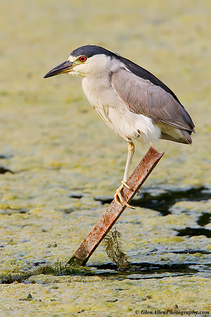 Black-crowned Night-Heron