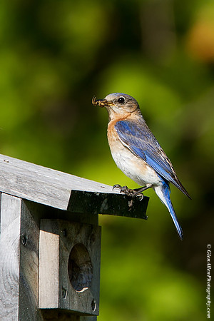 Eastern Bluebird