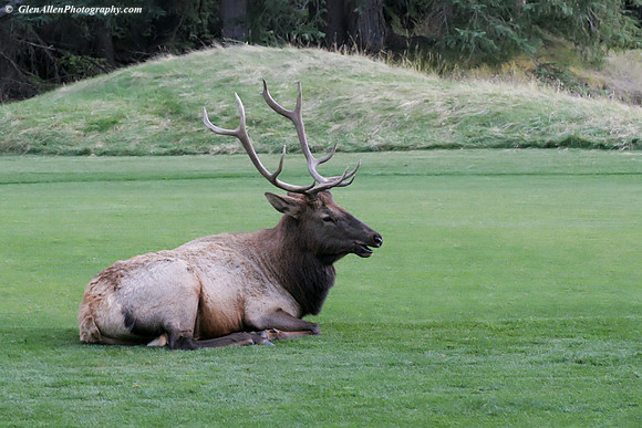 Elk