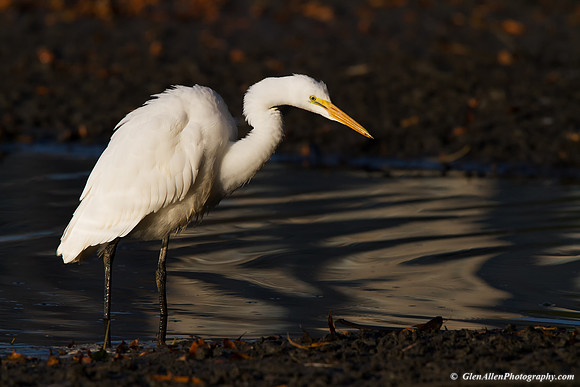 Great Egret