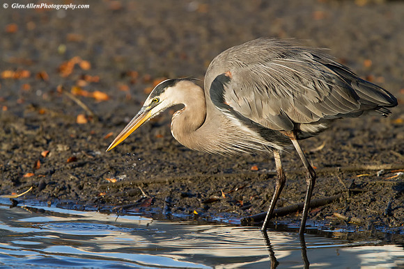 Great Blue Heron