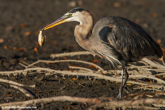 Great Blue Heron