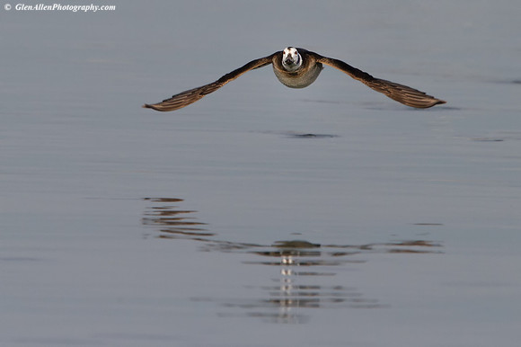 Long-tailed Duck