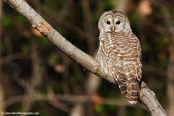 Barred Owl