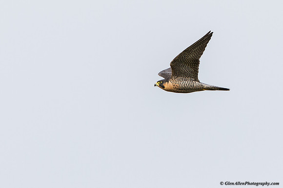 Peregrine Falcon