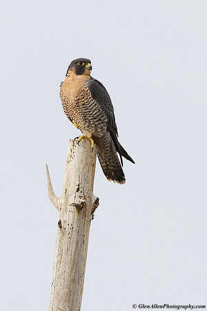 Peregrine Falcon