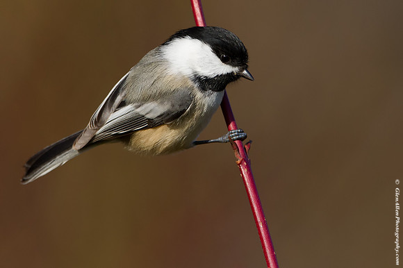 Black-capped Chickadee