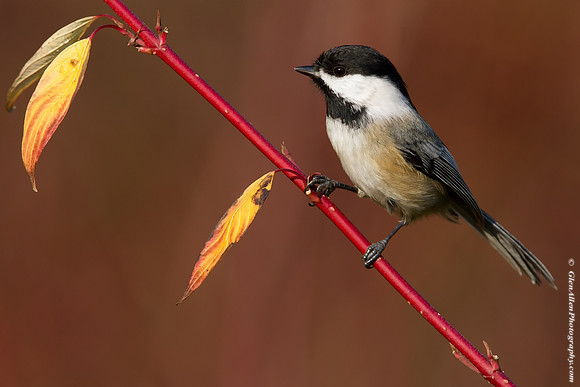 Black-capped Chickadee