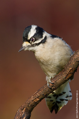 Downy Woodpecker