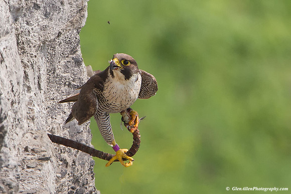 Peregrine Falcon