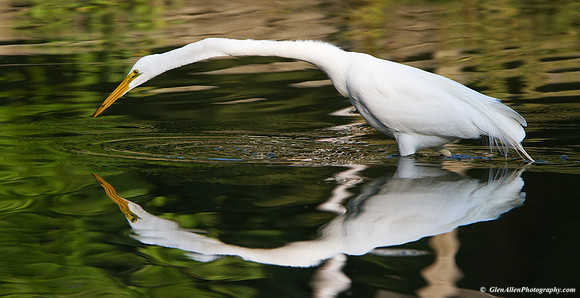 Great Egret