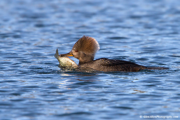 Hooded Merganser