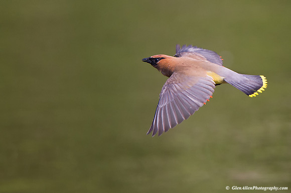Cedar Waxwing