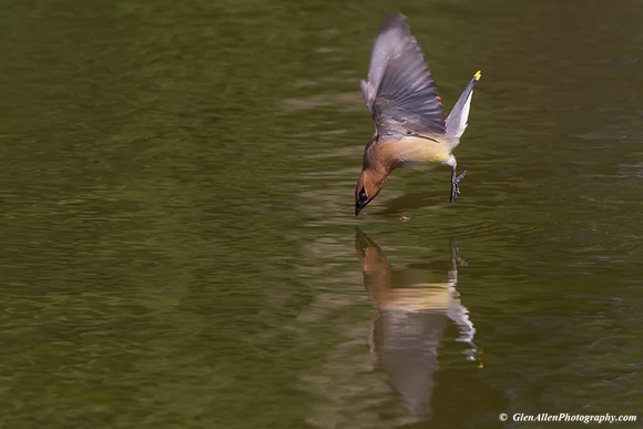 Cedar Waxwing