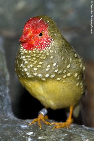 Star Finch