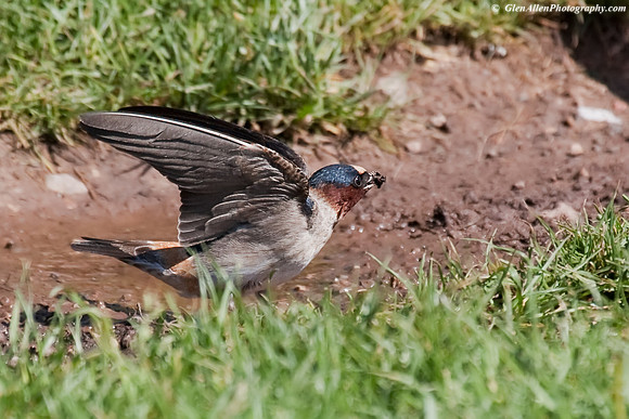 Cliff Swallow