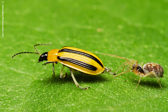 Striped Cucumber Beetle & Spider
