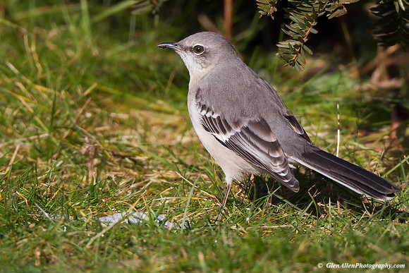 Northern Mockingbird