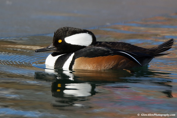 Hooded Merganser
