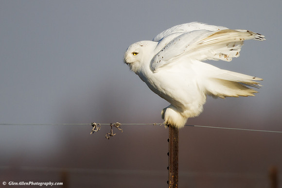 Snowy Owl