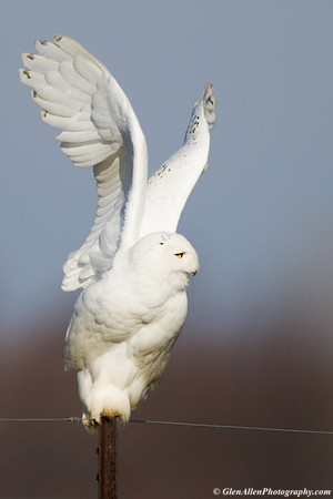 Snowy Owl