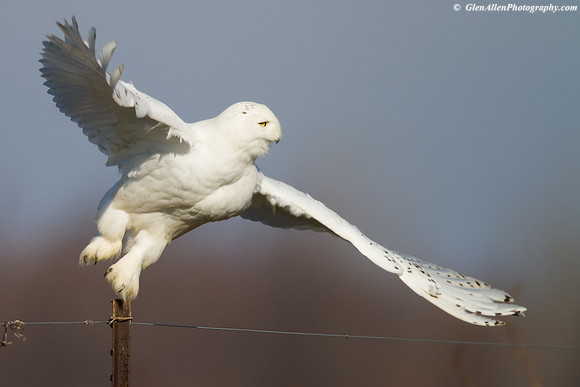 Snowy Owl