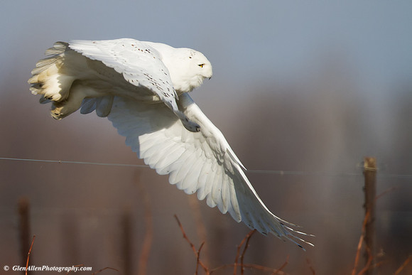 Snowy Owl