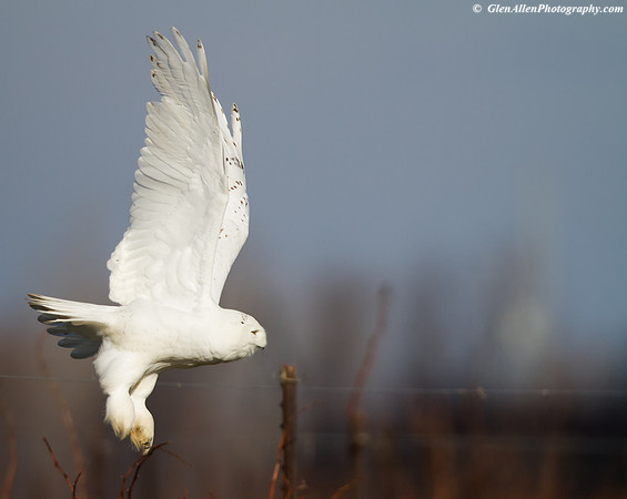 Snowy Owl