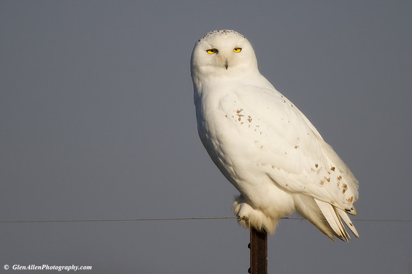 Snowy Owl
