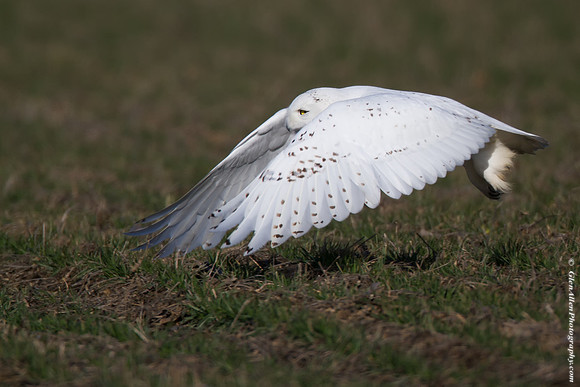 Snowy Owl