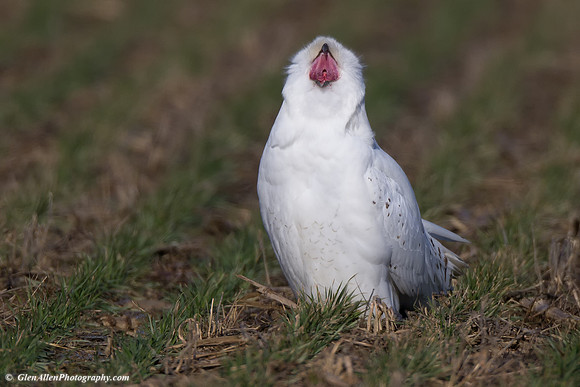 Snowy Owl