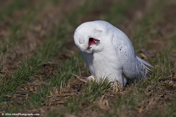 Snowy Owl