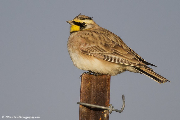 Horned Lark