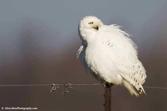 Snowy Owl