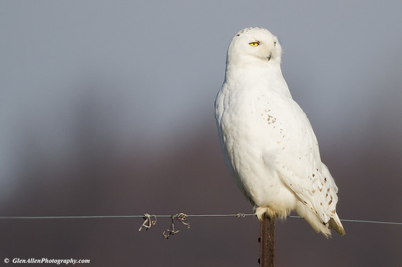 Snowy Owl