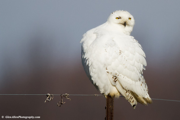 Snowy Owl
