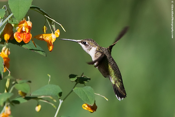 Ruby-throated Hummingbird