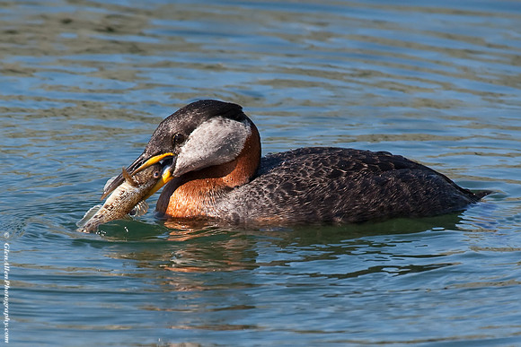 Red-necked Grebe
