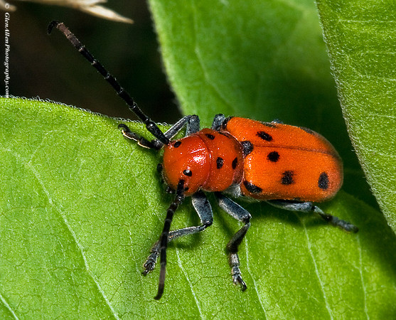 Milkweed Borer
