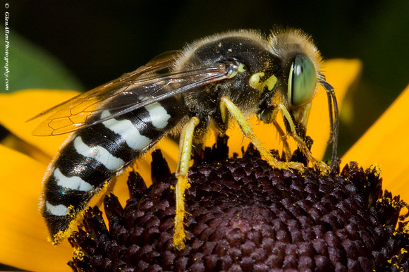 Wasp - Bembix