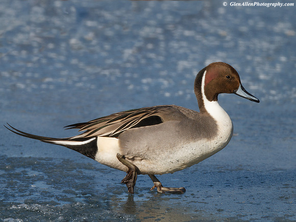 Northern Pintail