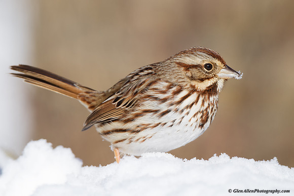 Song Sparrow