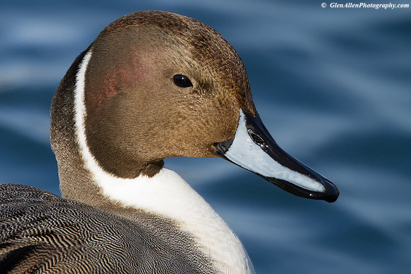 Northern Pintail