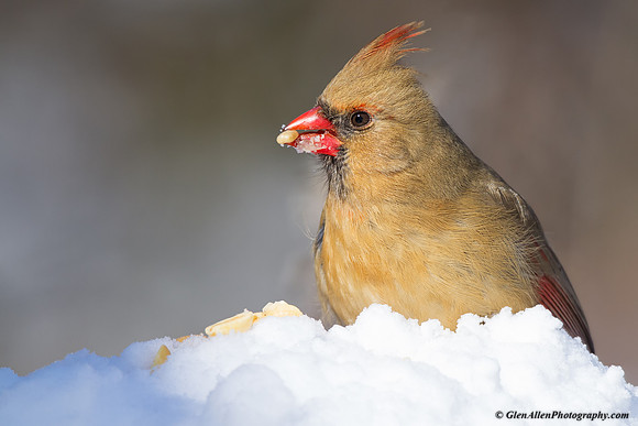 Northern Cardinal