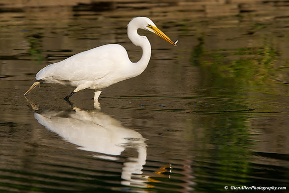 Great Egret